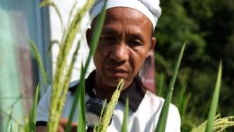 一位瑶族农民和他的45种水稻