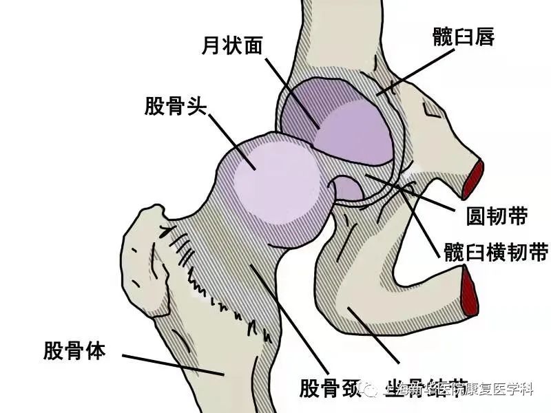 股骨头是髋关节的一个重要组成部分,其中髋关节包括股骨头,髋臼,关节