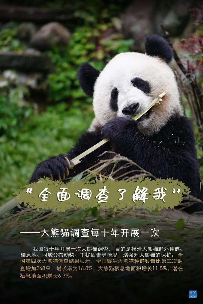 一只只可爱的大熊猫,用它们的活动轨迹丈量着我国生态文明建设的脚步.