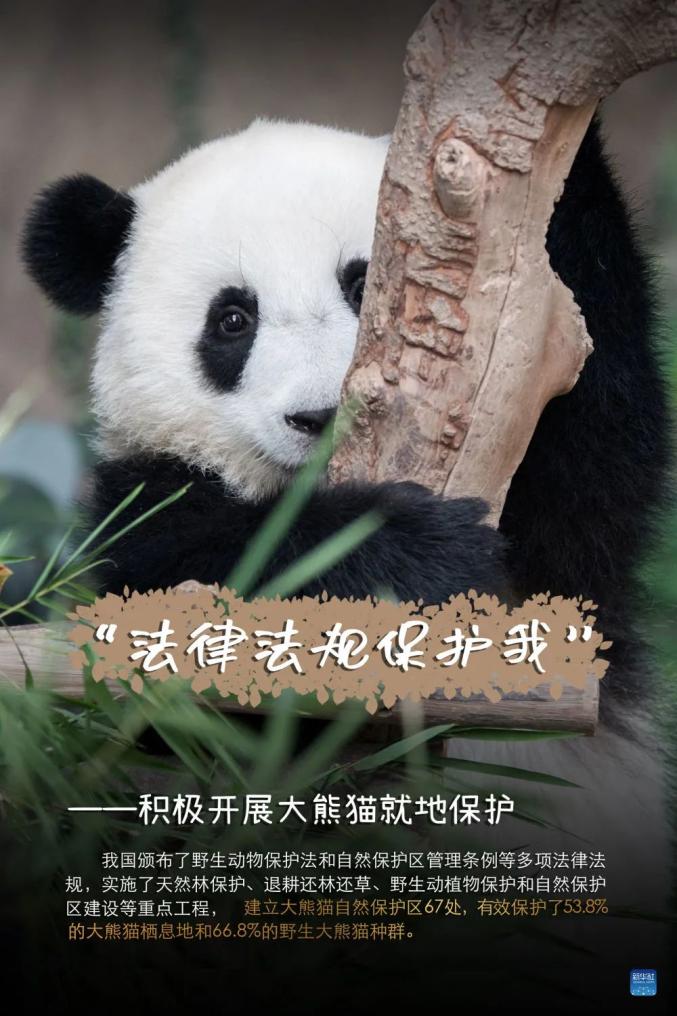 特别针对大熊猫采取了一系列保护措施