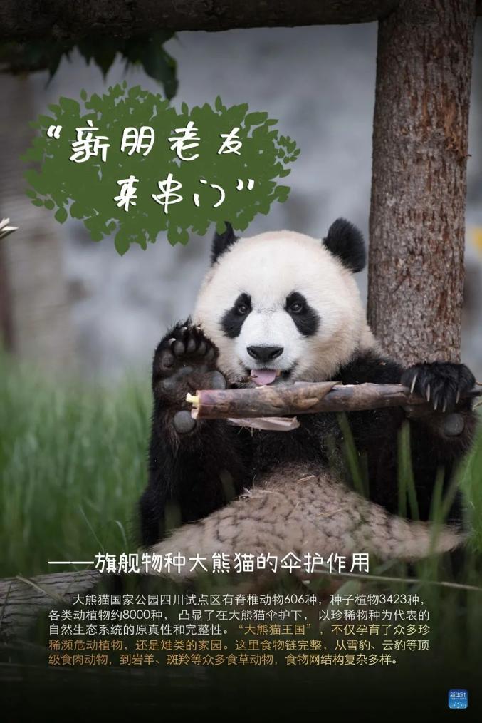 "伞护效应"作为野生动物中的旗舰物种让我们看看大熊猫们是如何说的吧