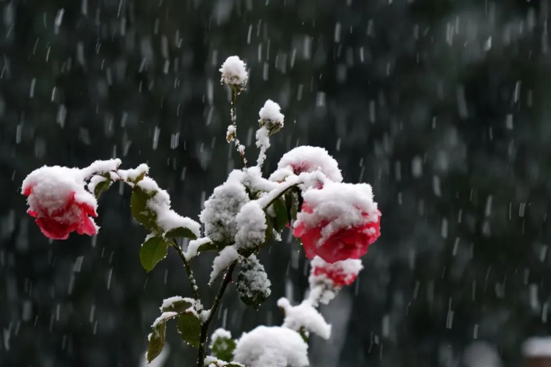 跳躍於每個歡快的心間落在地上飄在空中每一片都不同的雪花紛紛落下