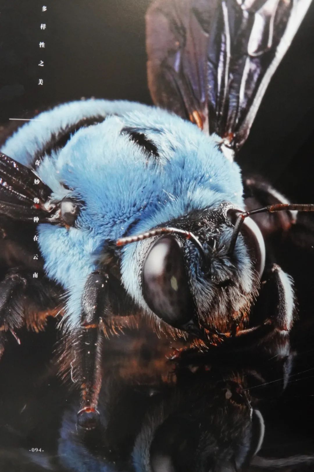 华盖木蓝胸木蜂黑丽翅蜻被奇妙物种在云南收录分布在文山州