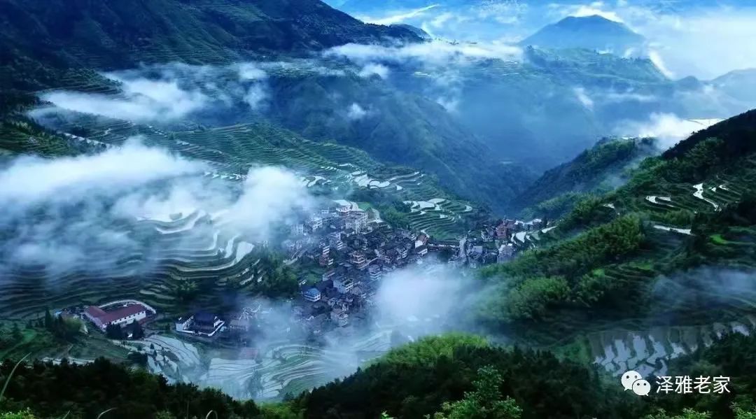 新乡贤工作进行时温州市瓯海区泽雅镇培育梧桐引凤凰乡贤回归促乡兴