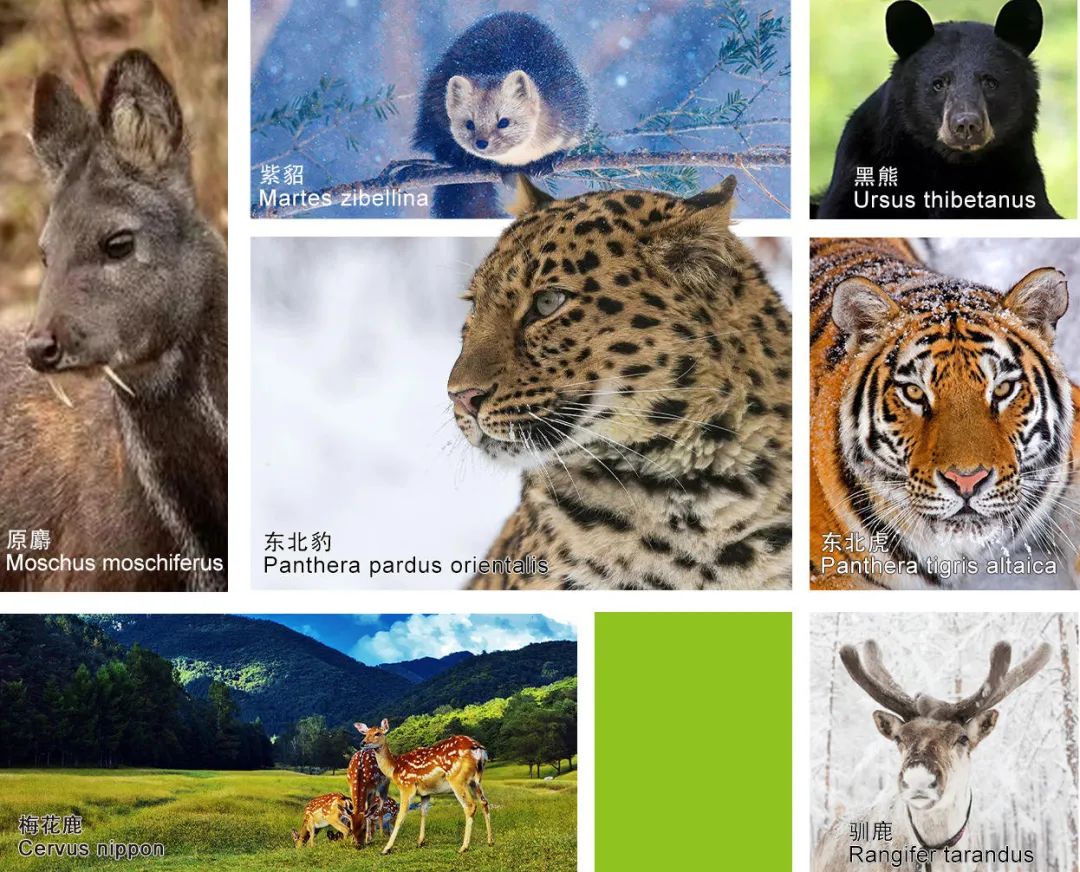 cop15丨数说龙江生物多样性