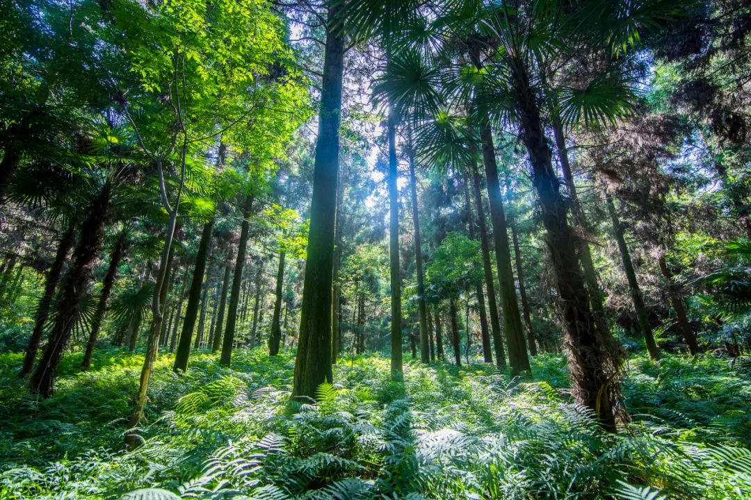 "风脉树"被盗伐!检察官调查取证时,神奇的事情出现了