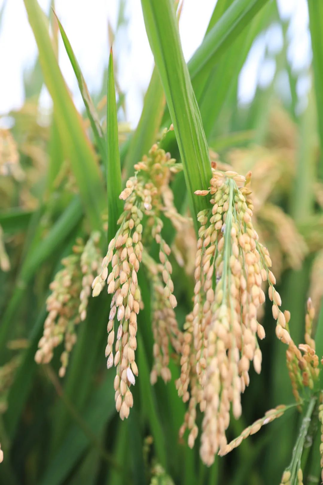 预计产量3900吨!新湾晚稻丰收啦