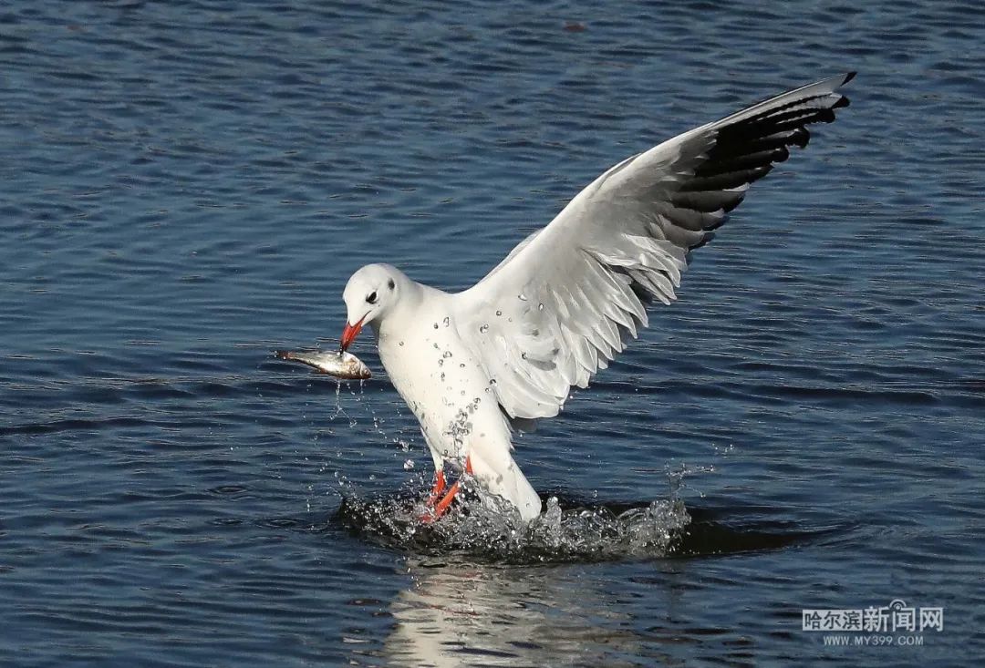 松江生态美万千江鸥恋冰城