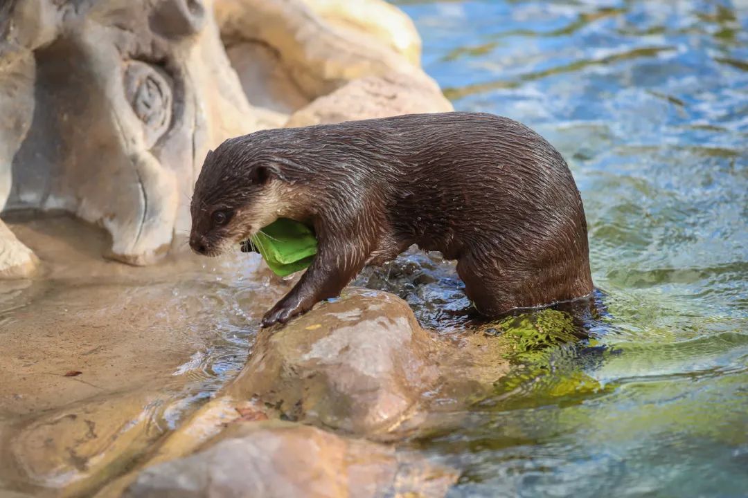 动物园小水獭收到感谢锦旗帮游客捡回掉入水中的手机