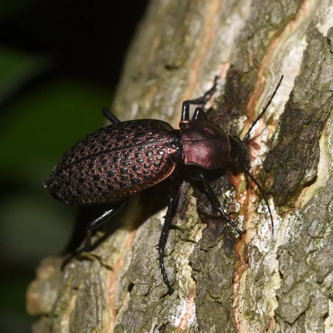 很多司空见惯,却叫不上名的动物,有常被市民误认为是蝴蝶的黑丽翅蜻