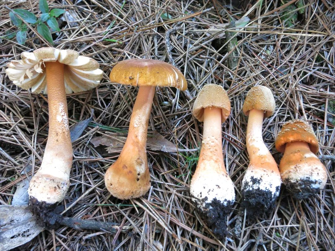 百山祖国家公园发现全球大型真菌新物种