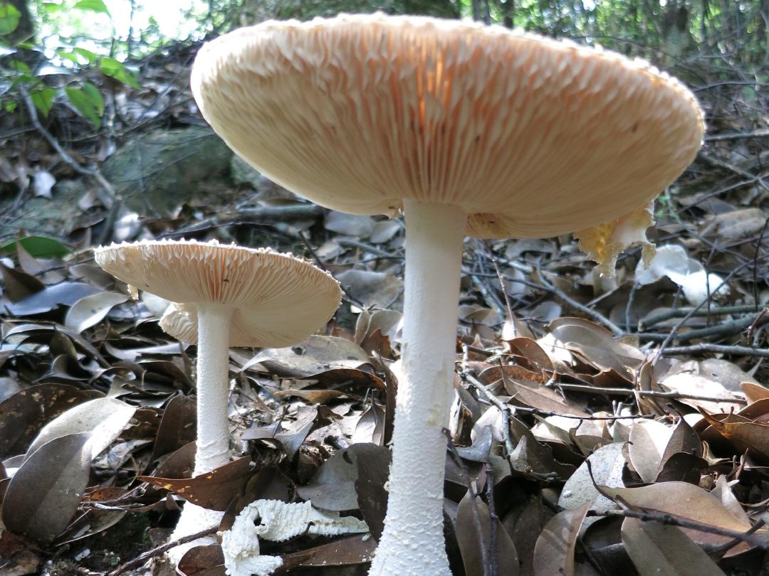 百山祖国家公园发现全球大型真菌新物种