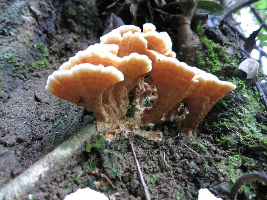 百山祖国家公园发现全球大型真菌新物种