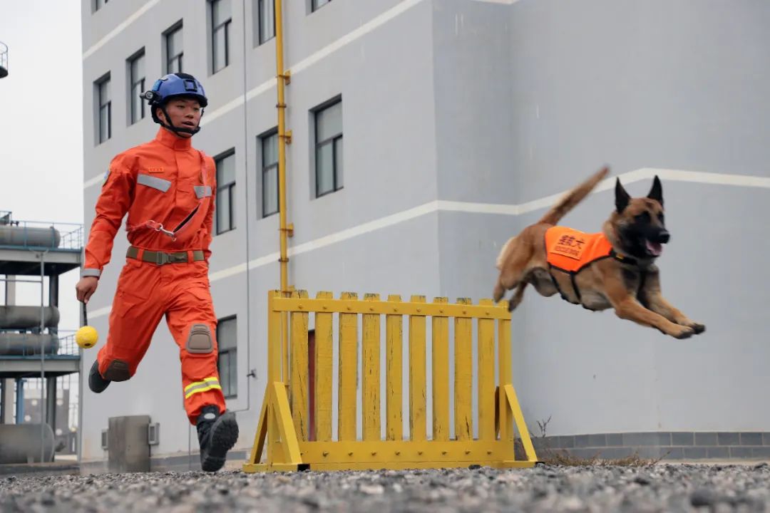 進入訓練場的搜救犬