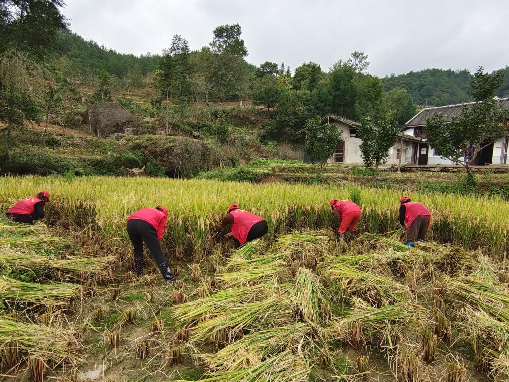 白马街社区巾帼志愿者助力老人抢收稻谷
