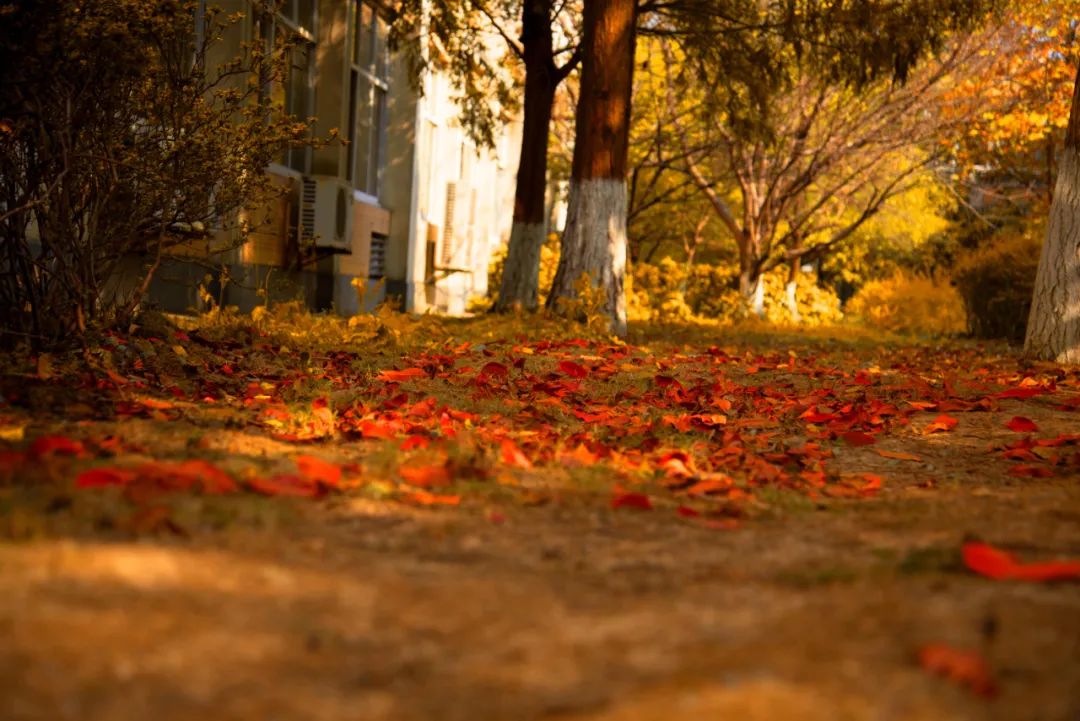 秋天校园的景象图片