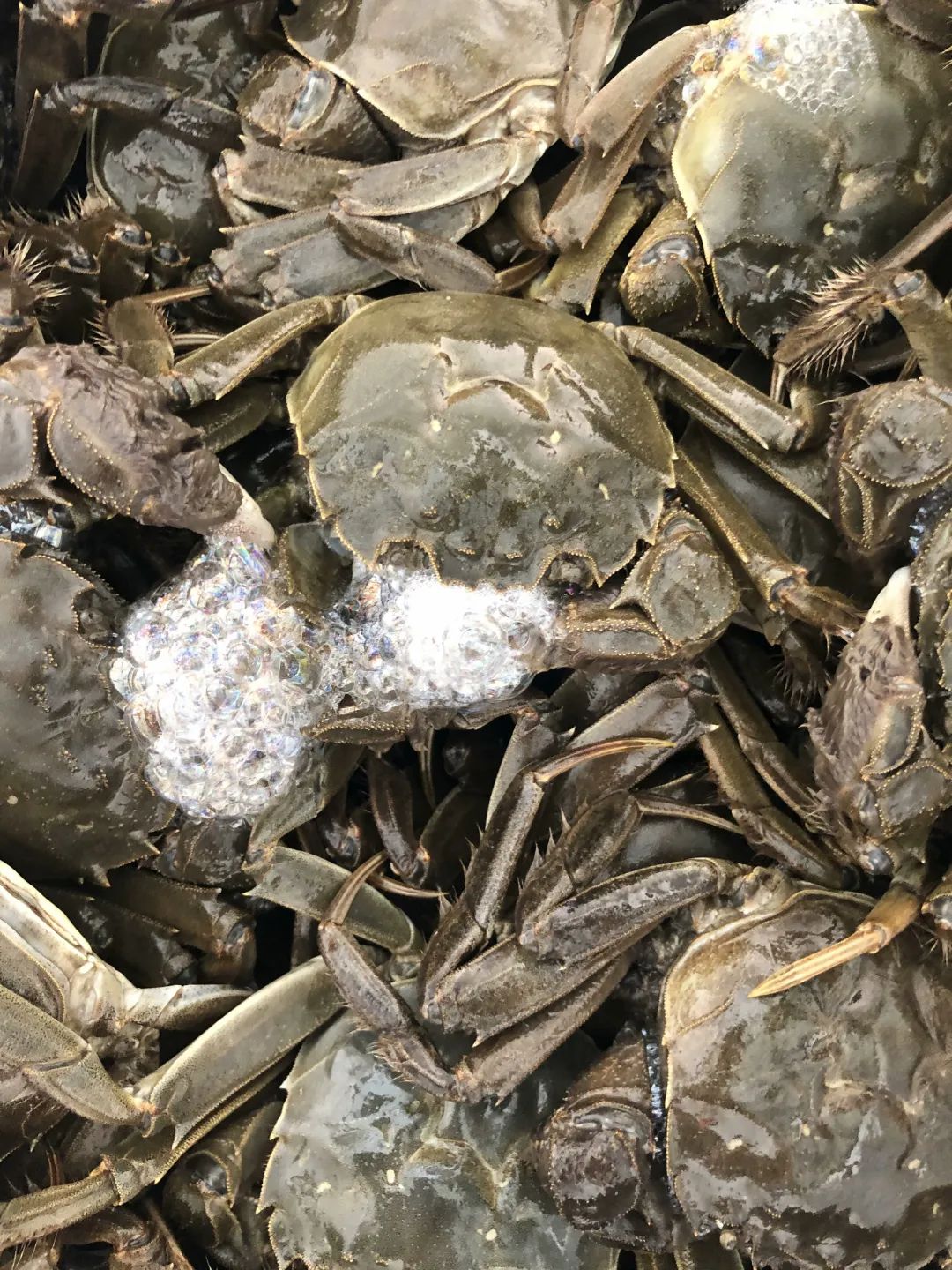 秋风起,螃蟹肥!收好这份《松江吃蟹指南》