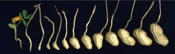花生发育过程 | 图源:杨蔼华,陈国宪(2016)而那些伸不进土里的子房柄