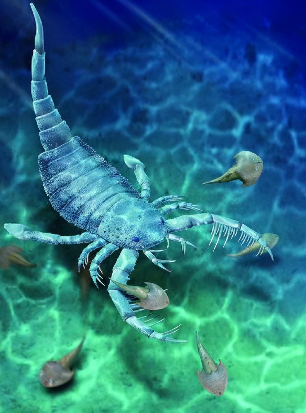 中国首次发现混翅鲎化石