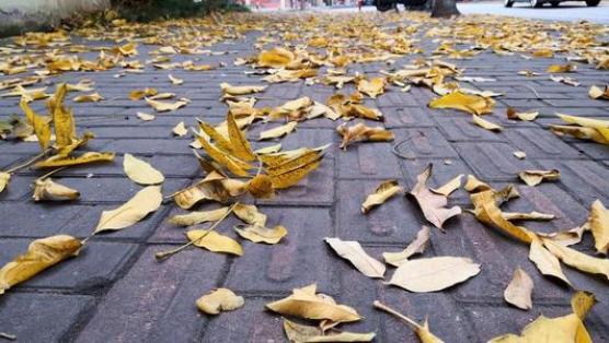 垃圾分类小贴士——树枝落叶