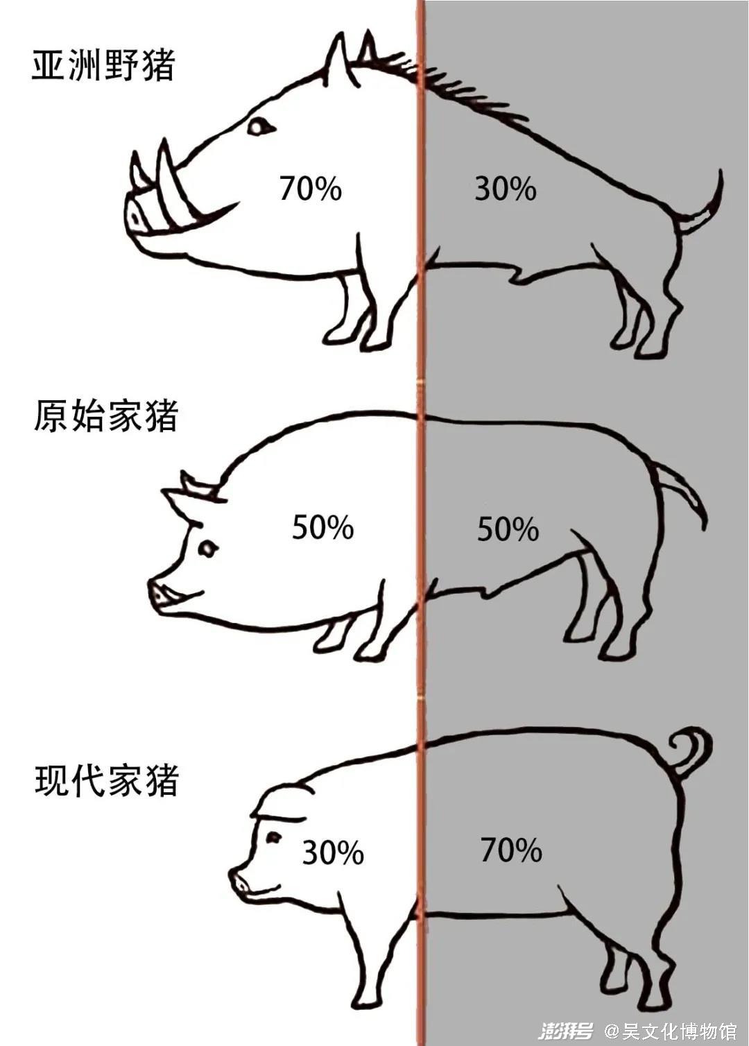 野猪的寿命图片