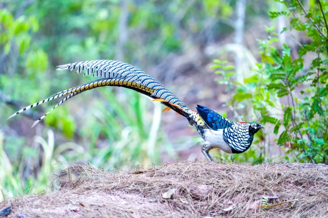 推荐云南怎么可以这么好看
