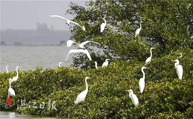 ▼報道重點介紹湛江紅樹林的生物多樣性湛江紅樹林自然保護區報道央視