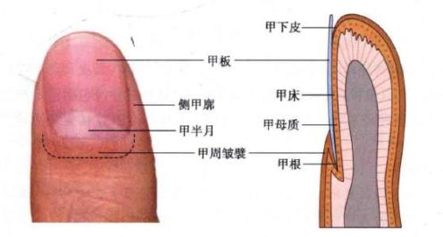 原来指甲有斑点竖纹变厚竟真的预示这些病