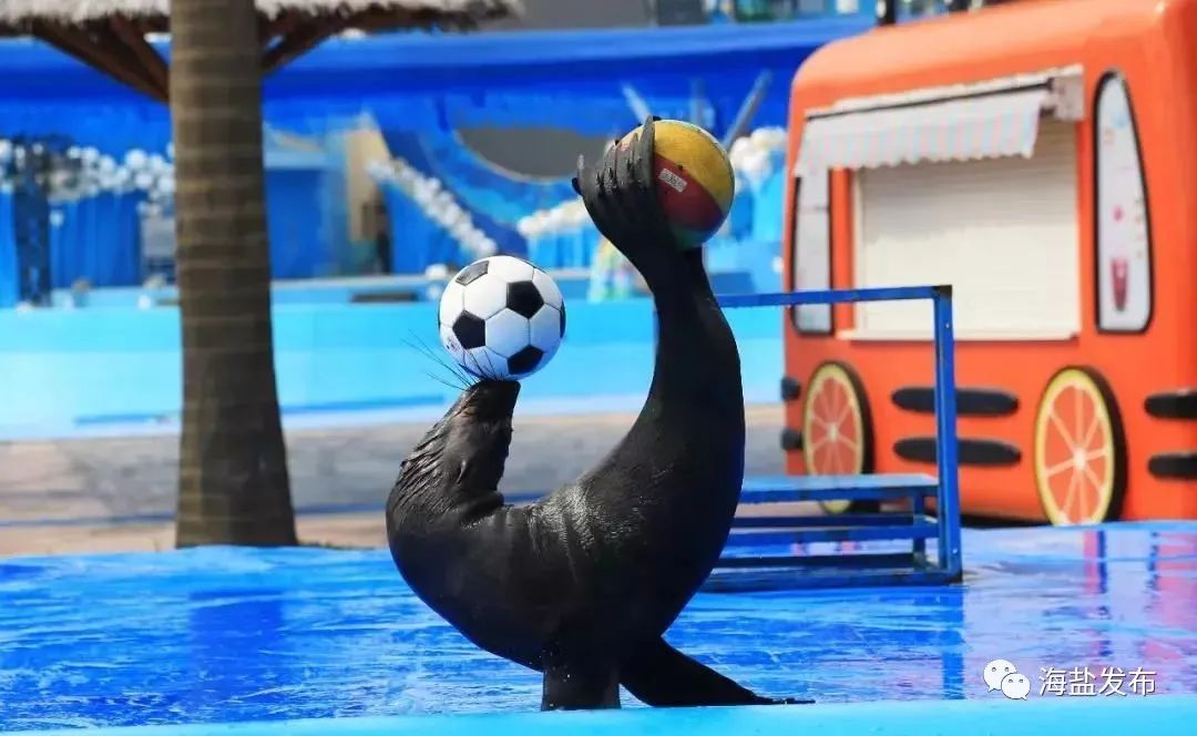 荷花池景区海狮表演61格桑花海61恐龙主题欢乐世界开园门票免费送