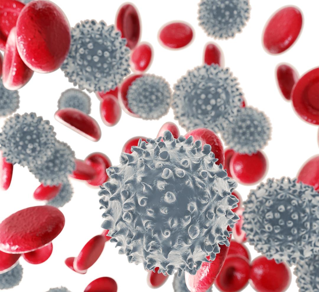 白血病患者的白细胞异常升高,正常人在4~10×10^61/升,白血病患者