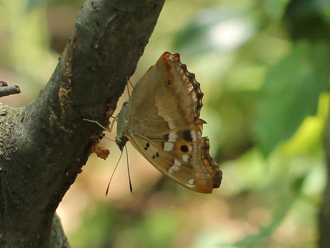 日本国蝶——大紫蛱蝶的厄运 - 知乎