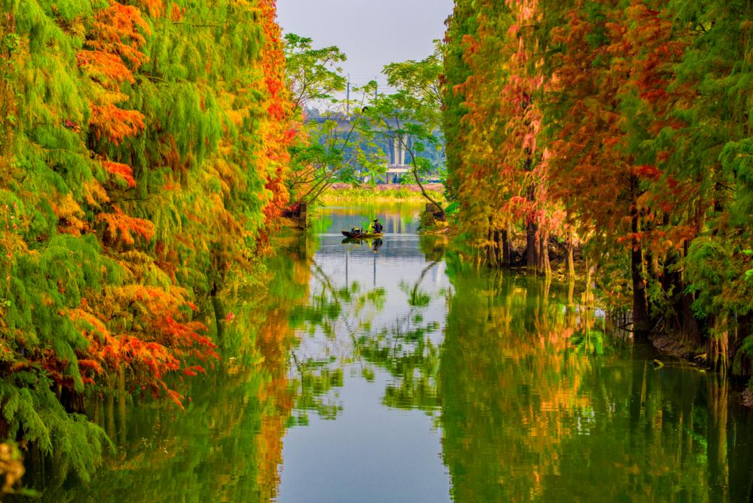 九月九重阳节,醉美佛山,与你平分秋色.