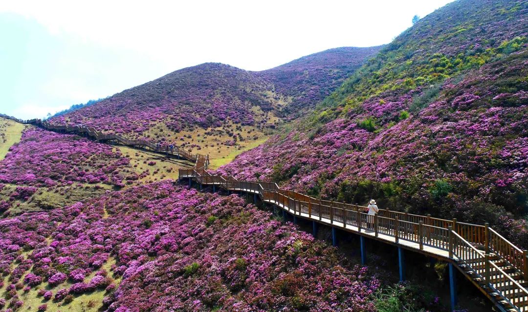 马鹿塘花海图片