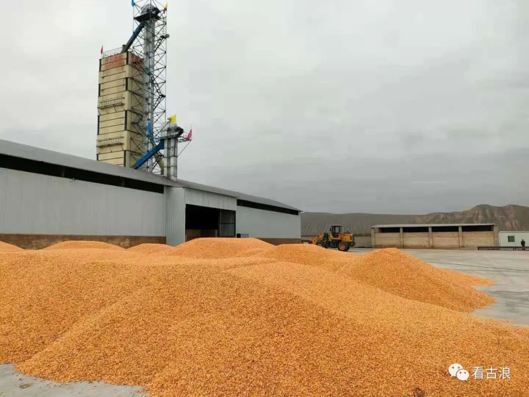 加快项目建设推进高质量发展古浪日产300吨玉米烘干线开始运行