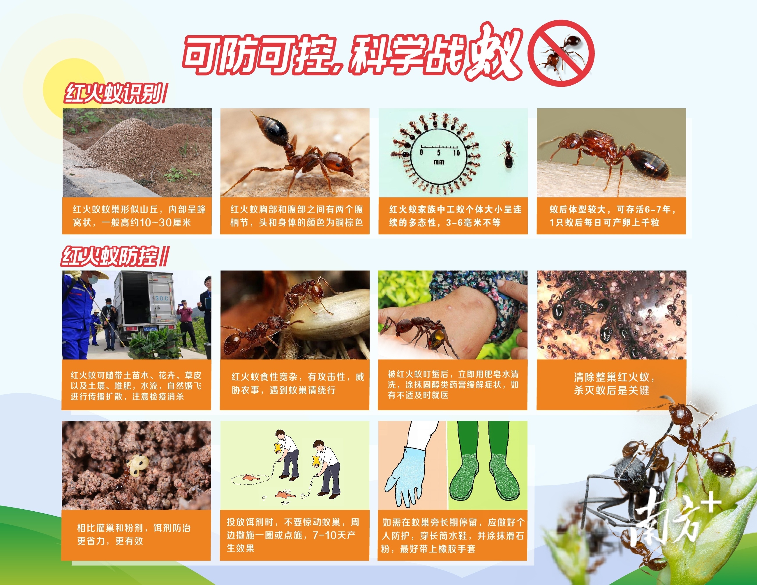 红火蚁宣传标语内容图片