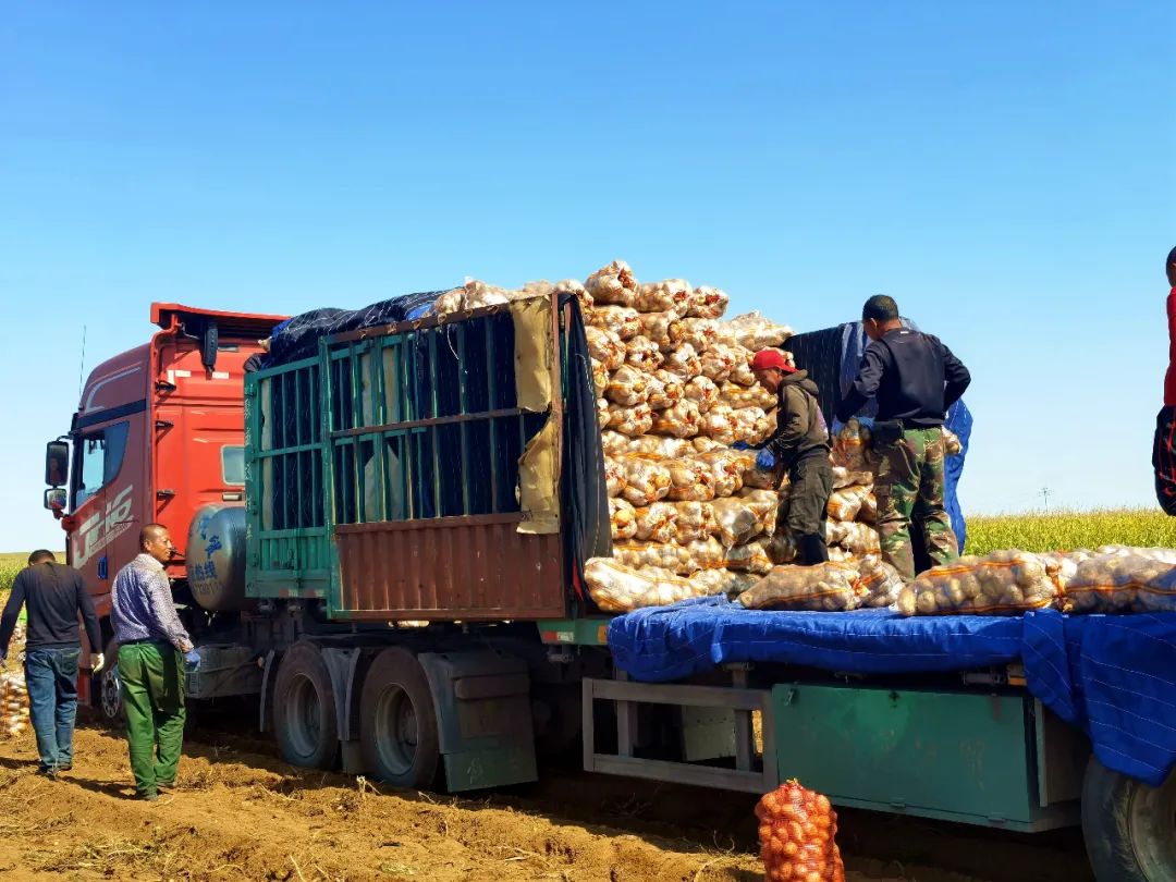 四子王旗万亩土豆丰收正当时!