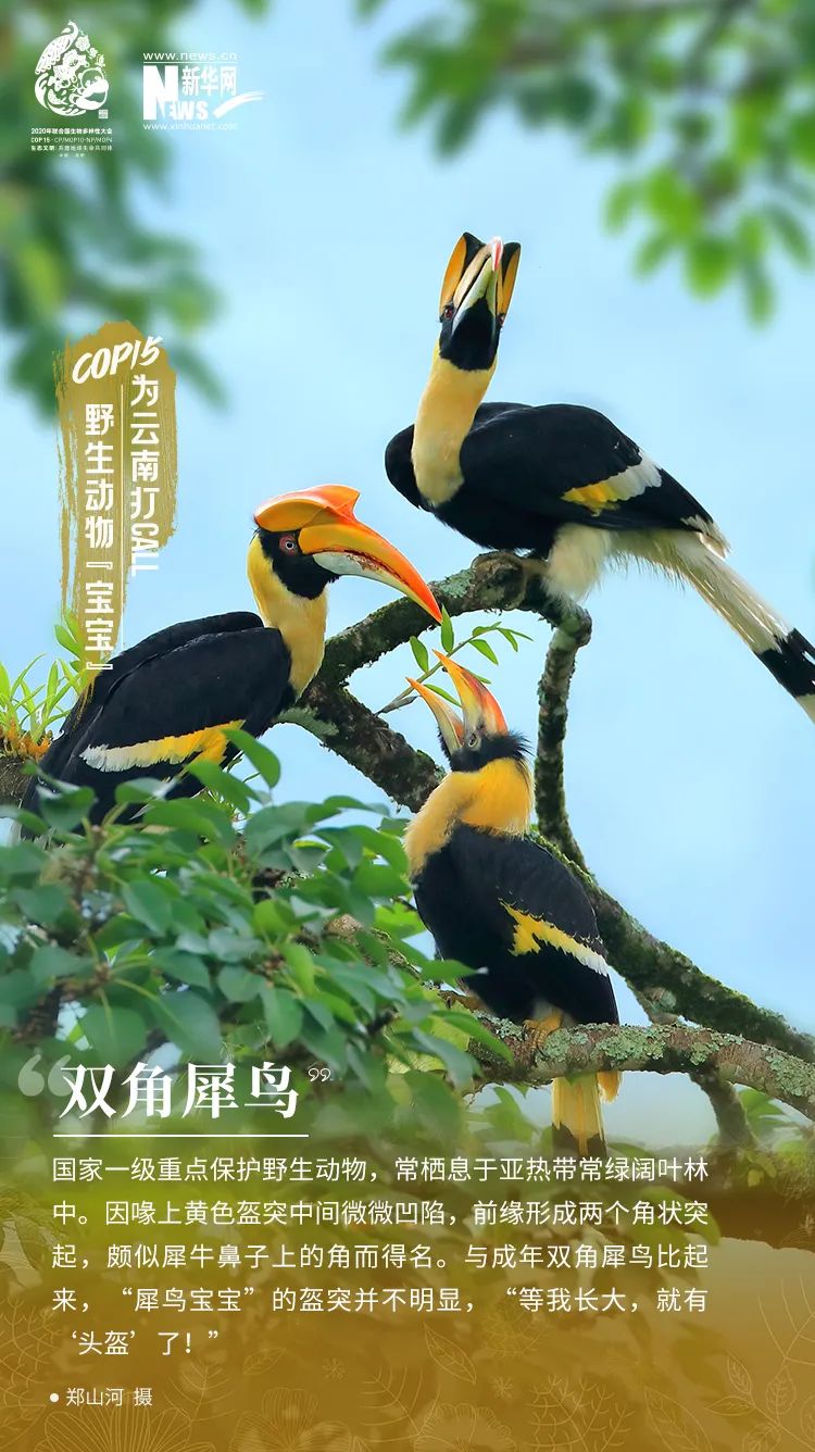 cop15高萌云南野生动物宝宝集体亮相