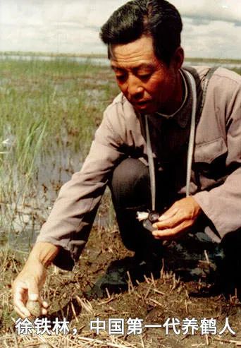 cop15丨驯鹤姑娘林业英雄你是否还记得他们