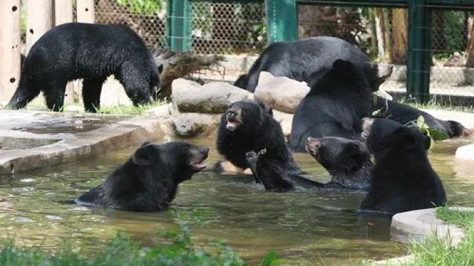 黑熊救助中心：在这里，胆汁重新属于黑熊自己
