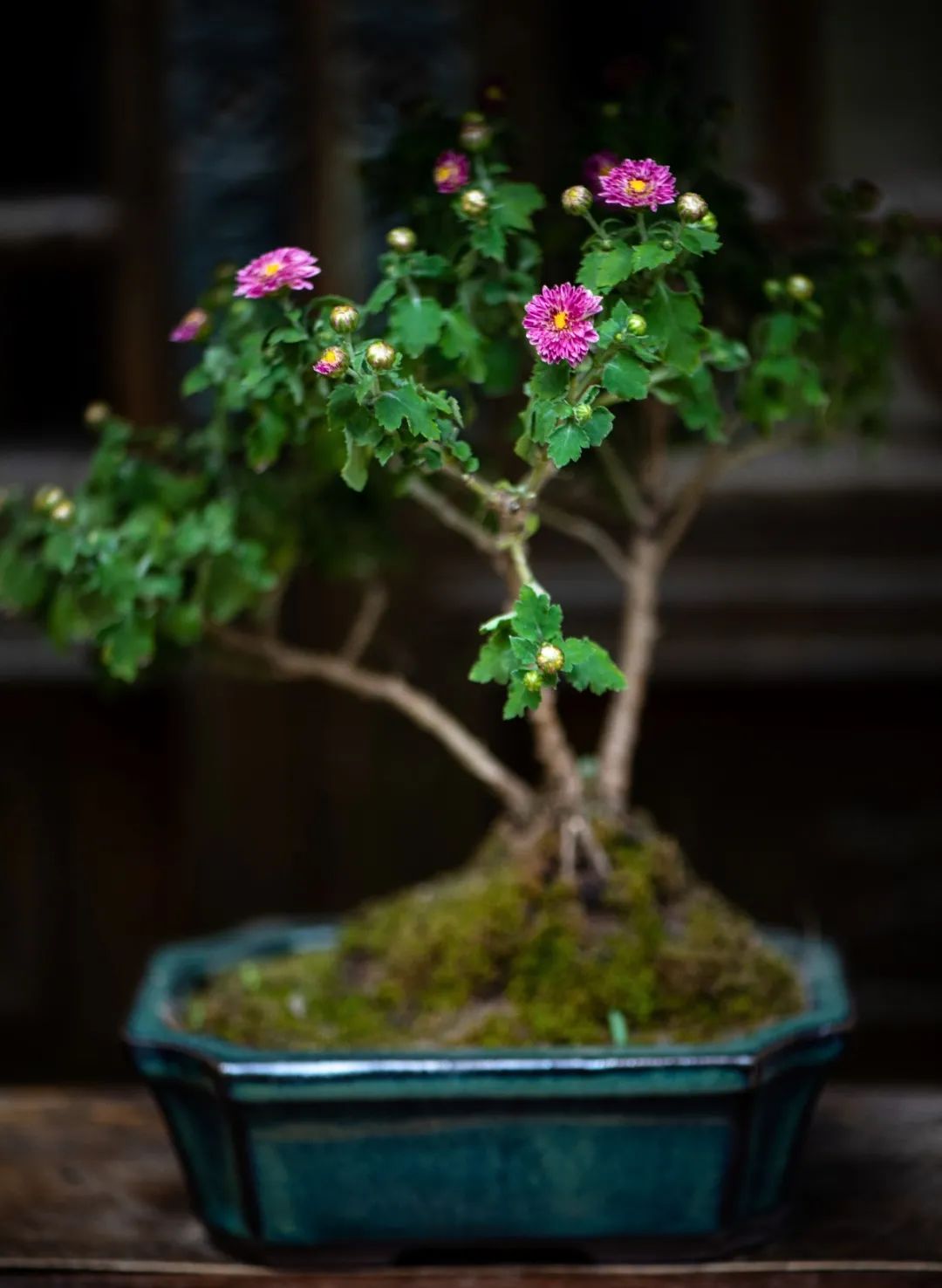 从元代开始,就有用菊花制作盆景.