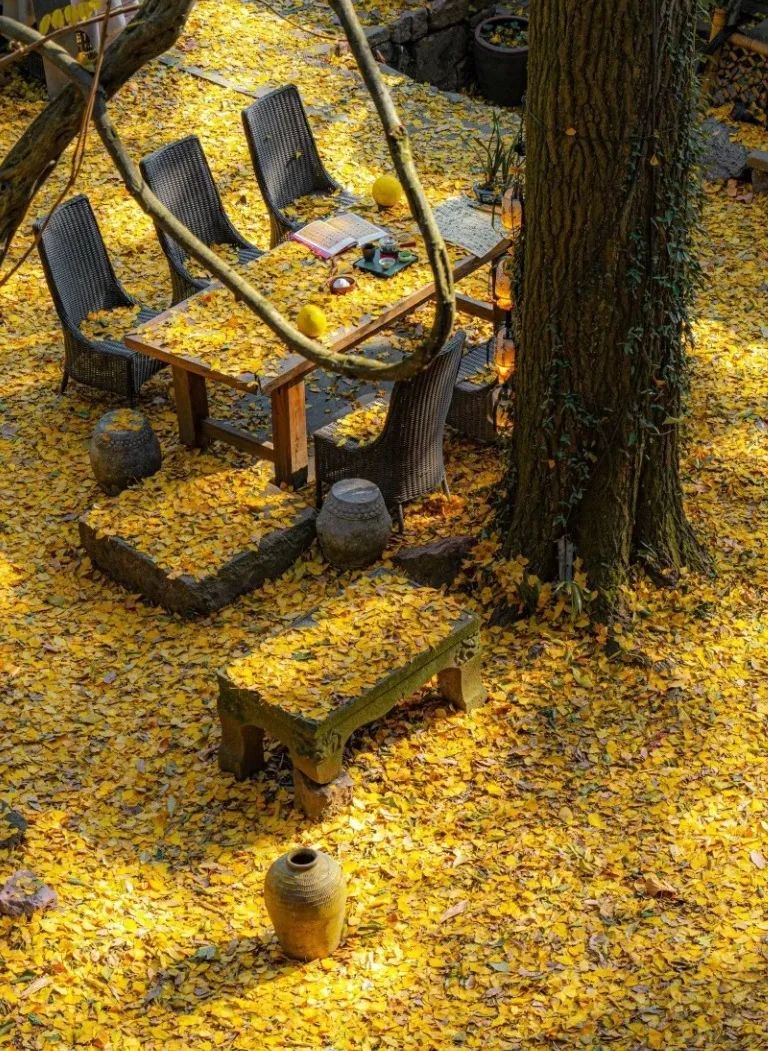 秋天的杭州人有多浪漫?