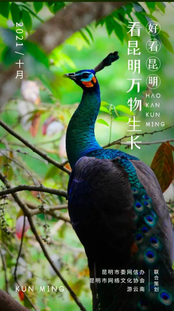 不出昆明照样能看到一个动植物王国