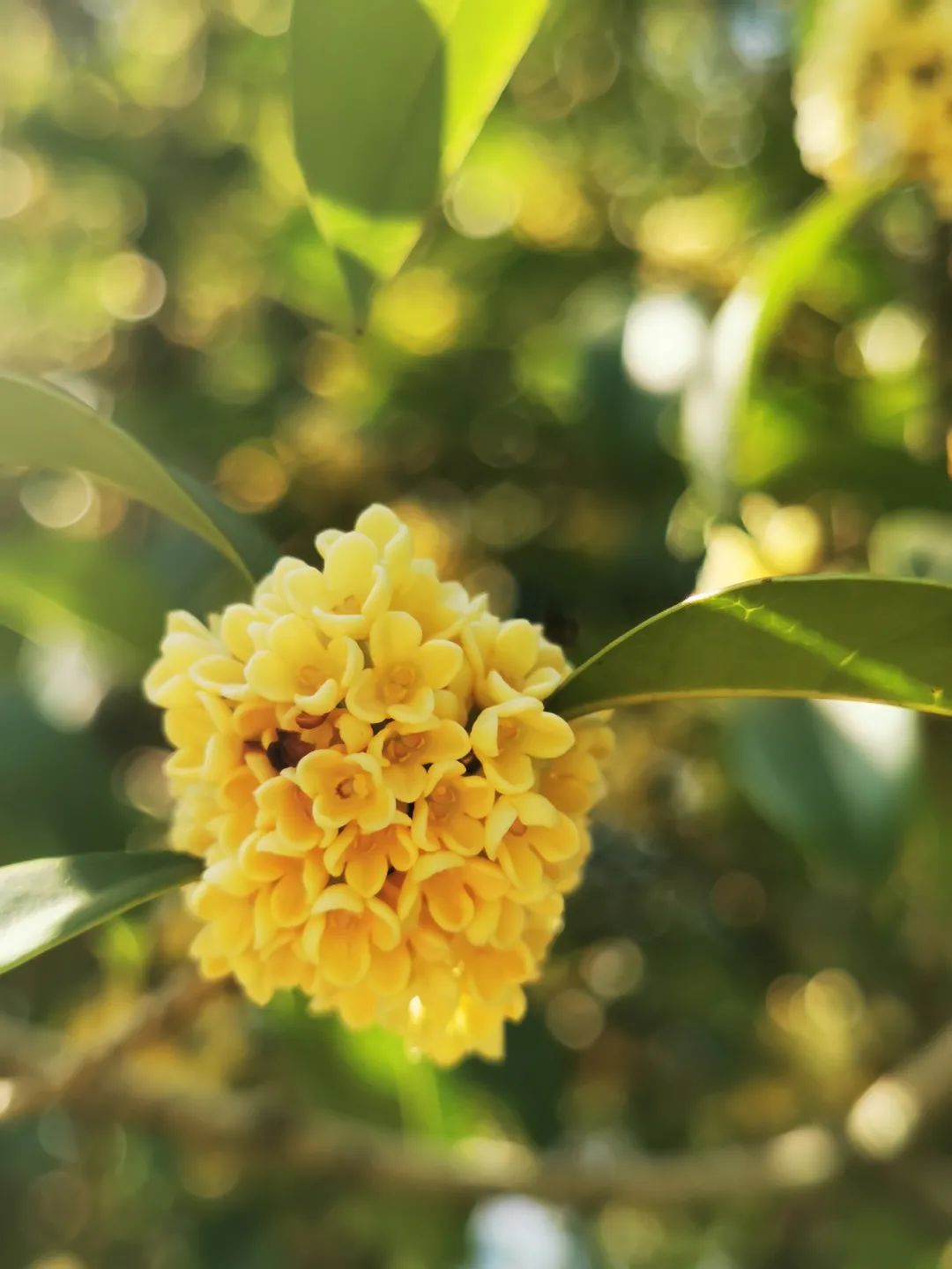 桂皮树花的图片图片