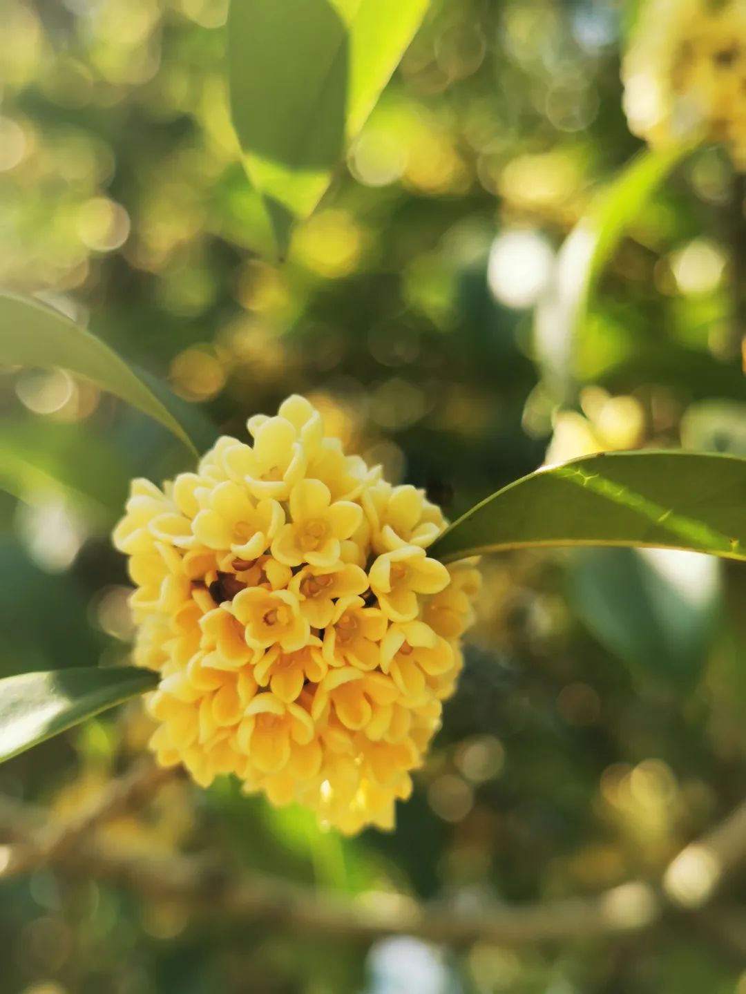 桂花什么季节开(桂花什么季节开花是夏天开的吗)