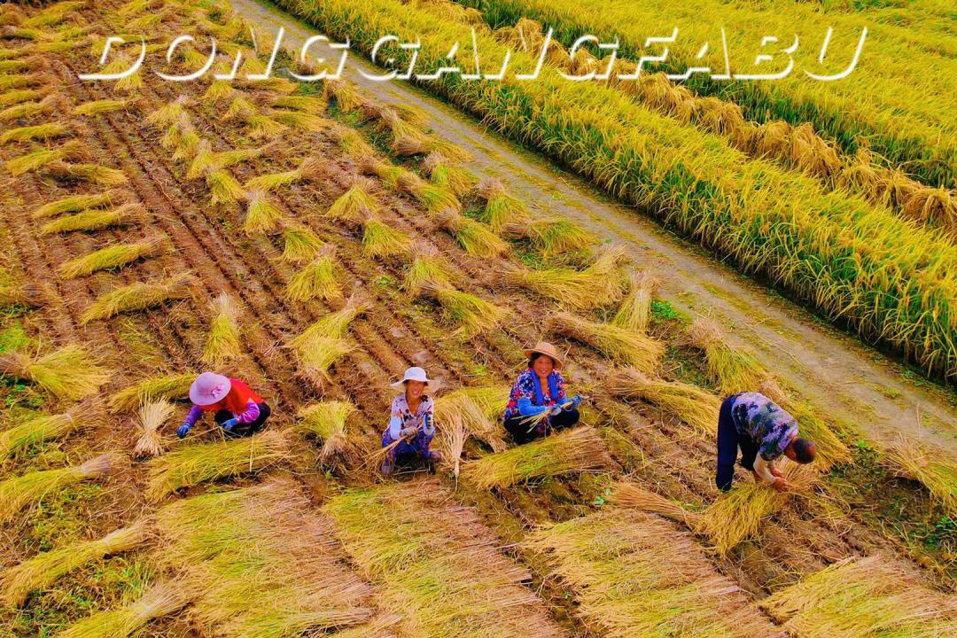 去涛雒收稻子咯满满的都是乡愁