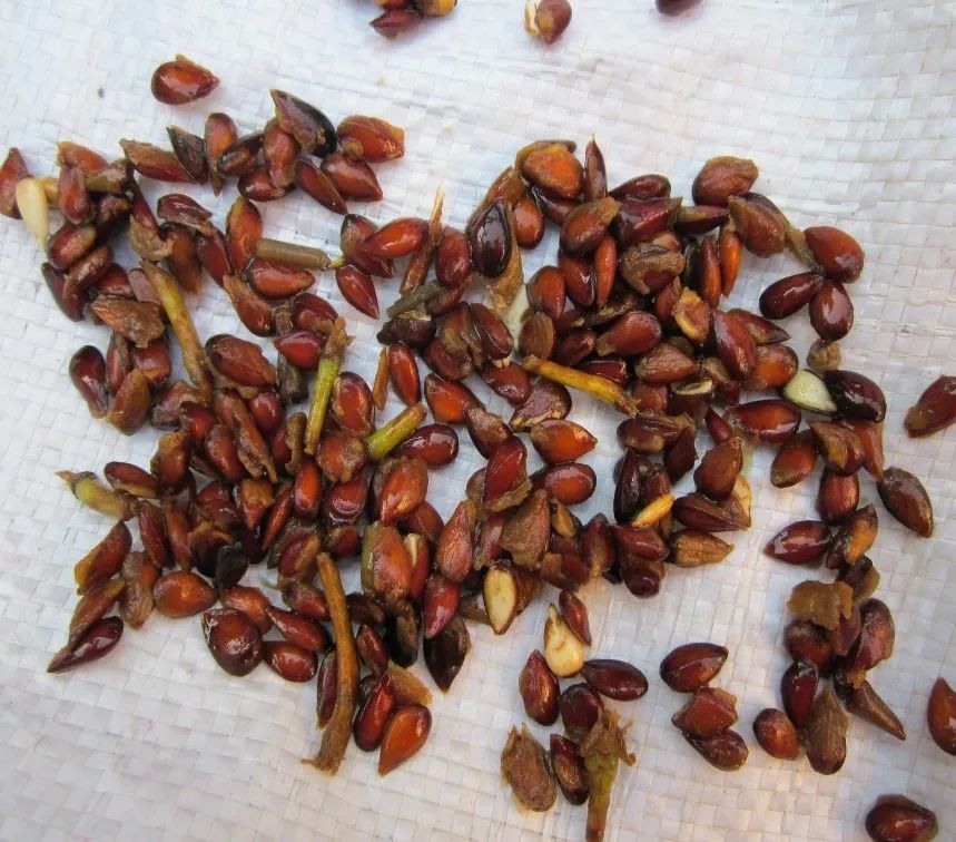 大白菜种子黄瓜种子玉米种子小麦种子小站稻种子10月16日到18日,在