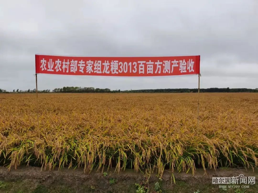 龙粳3013水稻品种产量图片
