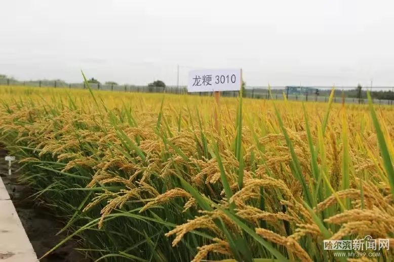 品种的选育与推广,示范与辐射,有效地带动了黑龙江省水稻单产水平的