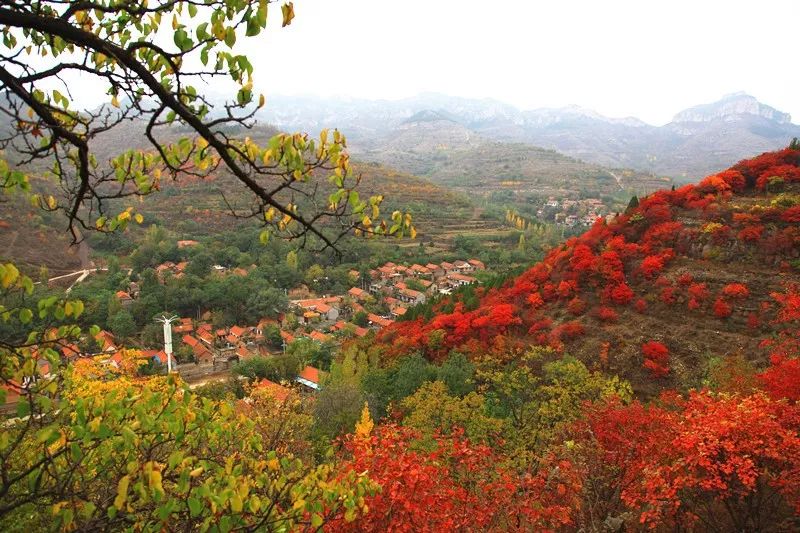 【打卡博山】金秋賞紅葉,這波美景不容錯過!