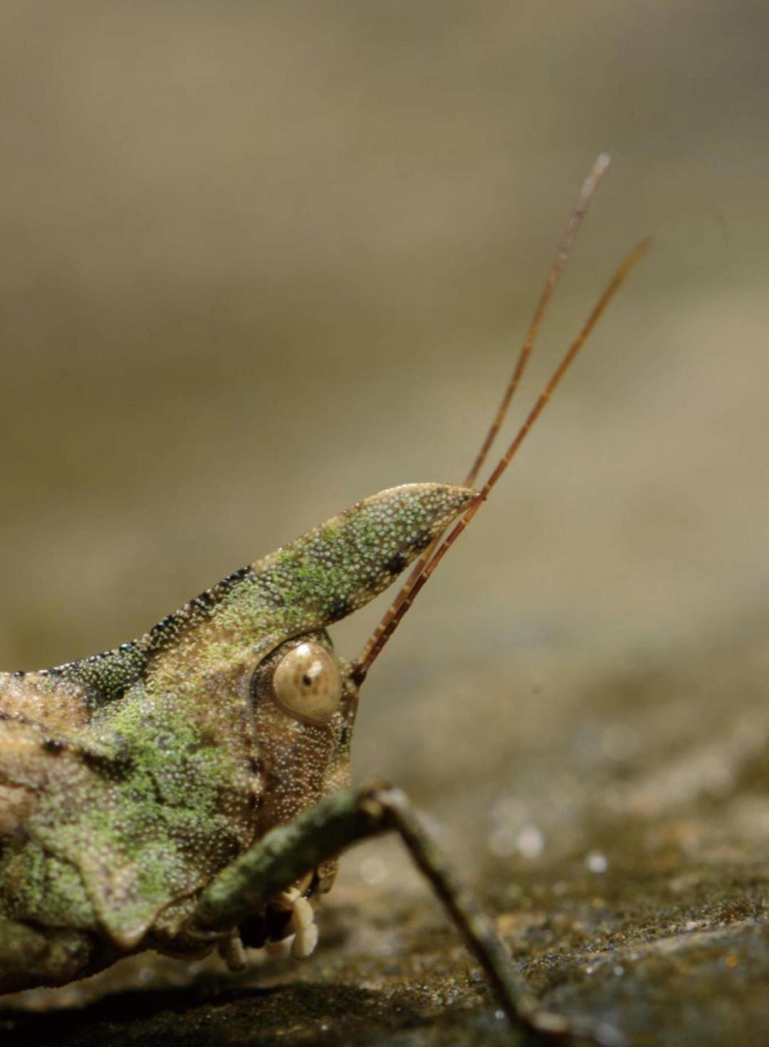 一只有着夸张"头冠"的股沟蚱缘蝽锥尾螽交配中的角蝉角胸亮盾蝽长颈